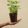 Ajwain Plant