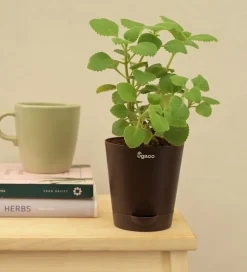 Ajwain Plant