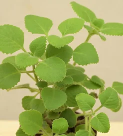 Ajwain Plant