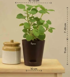 Ajwain Plant