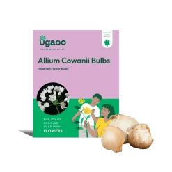 Allium Cowanii Bulbs