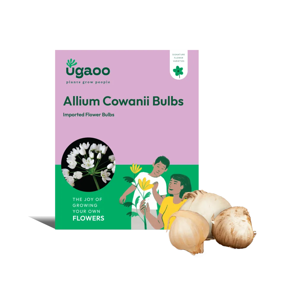 Allium Cowanii Bulbs