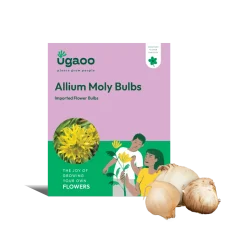 Allium Moly Bulbs