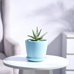 Aloe Blizzard Plant