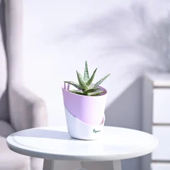Aloe Blizzard Plant