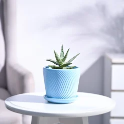 Aloe Blizzard Plant