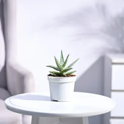 Aloe Blizzard Plant