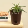 Aloe Vera Green Mini Plant