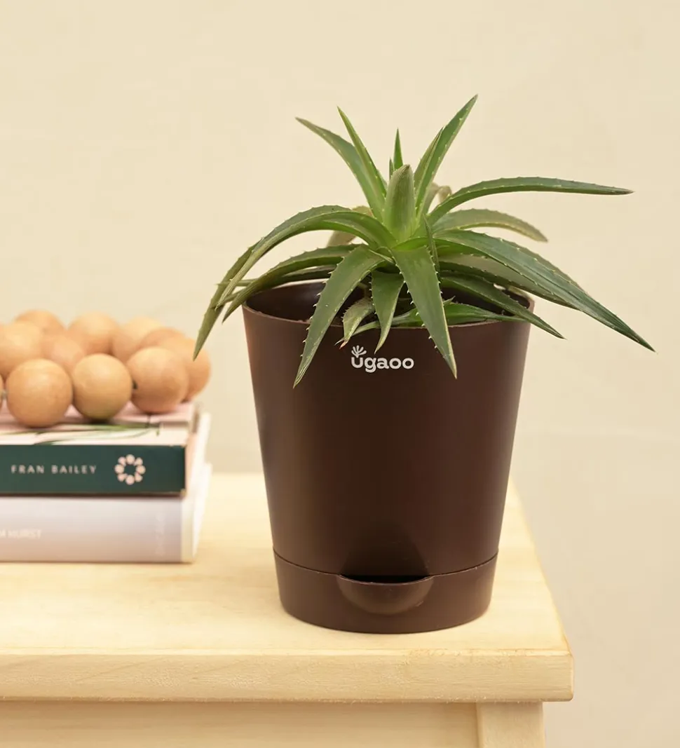 Aloe Vera Green Mini Plant
