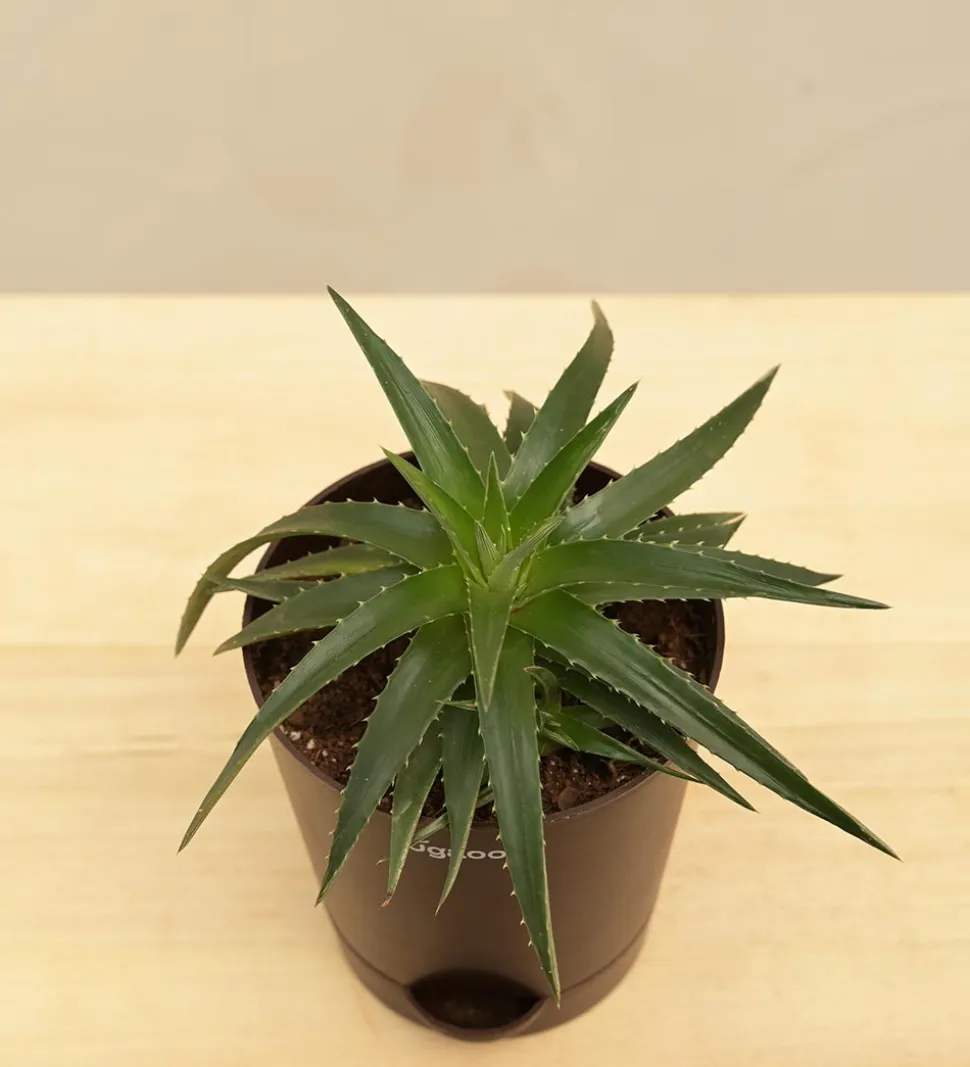 Aloe Vera Green Mini Plant