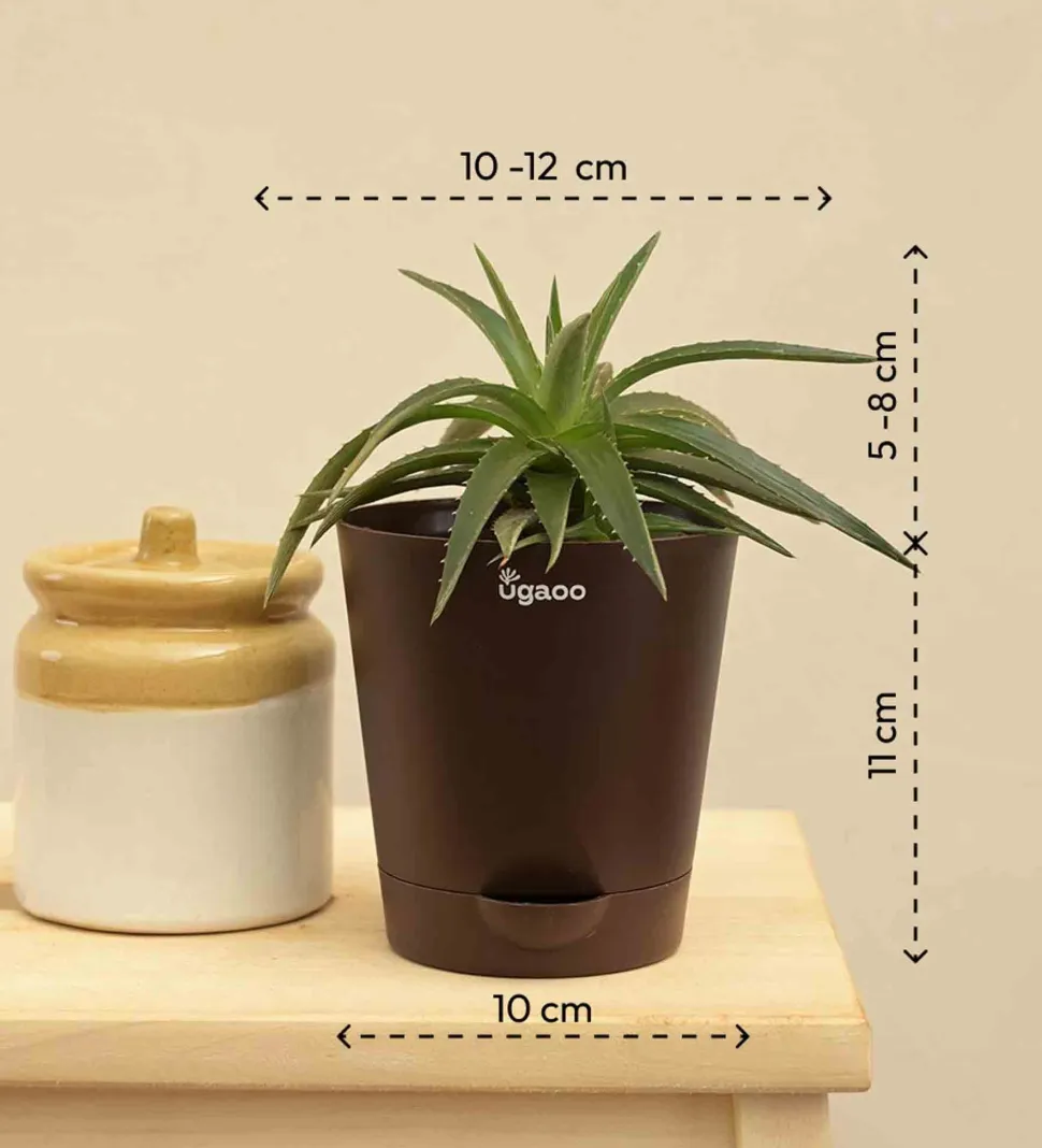 Aloe Vera Green Mini Plant