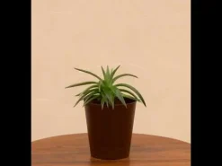 Aloe Vera Green Mini Plant