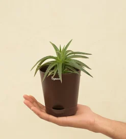 Aloe Vera Green Mini Plant