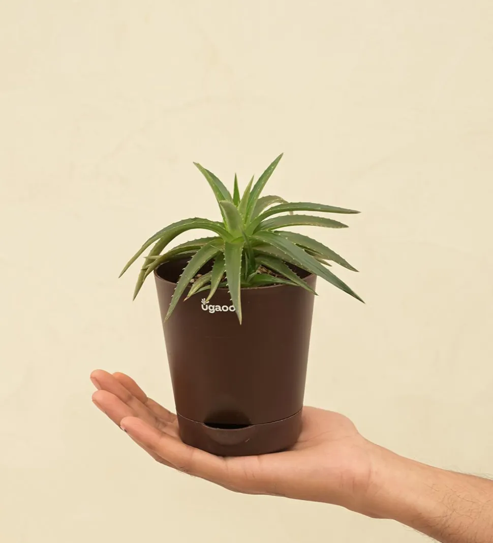 Aloe Vera Green Mini Plant