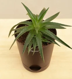 Aloe Vera Green Mini Plant
