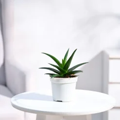 Aloe Vera Mini Plant