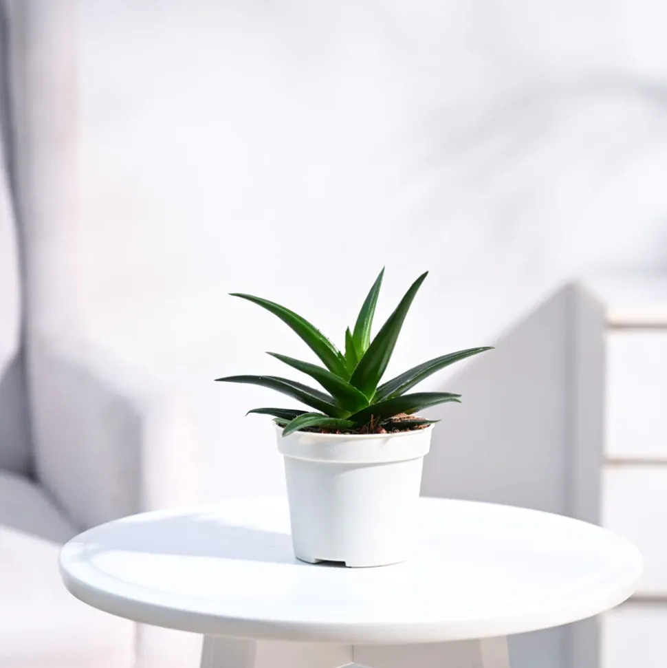 Aloe Vera Mini Plant
