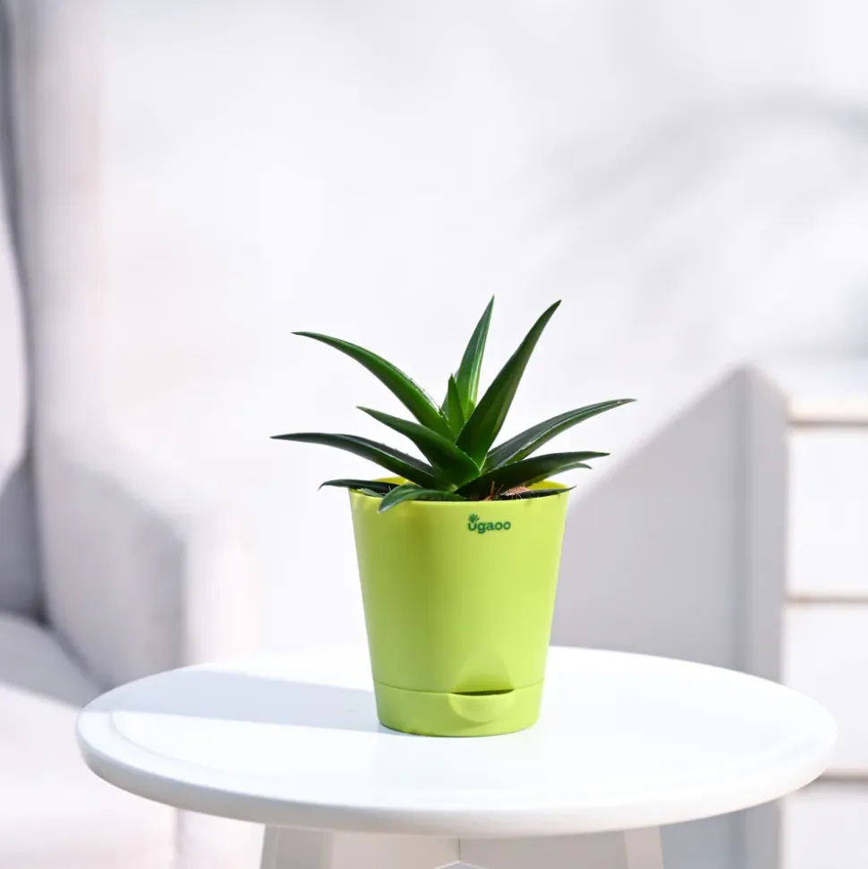 Aloe Vera Mini Plant