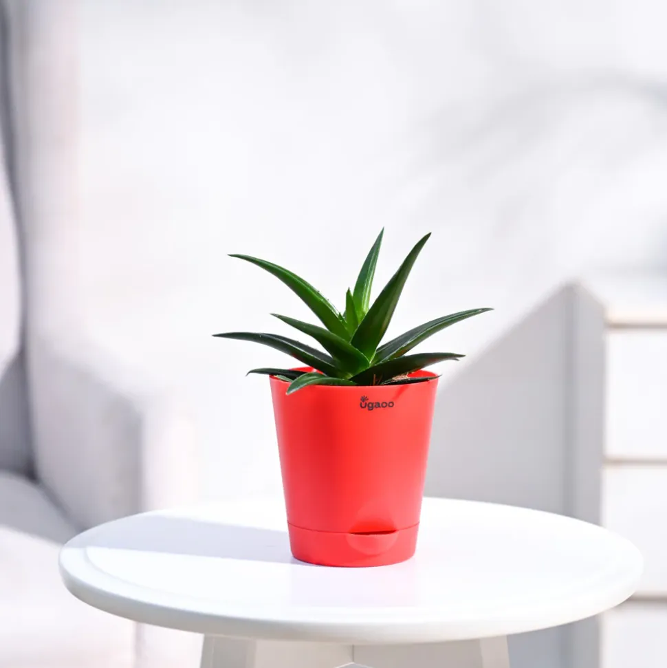 Aloe Vera Mini Plant