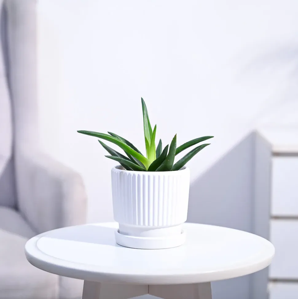 Aloe Vera Mini Plant