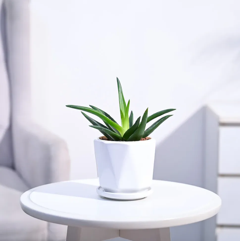 Aloe Vera Mini Plant