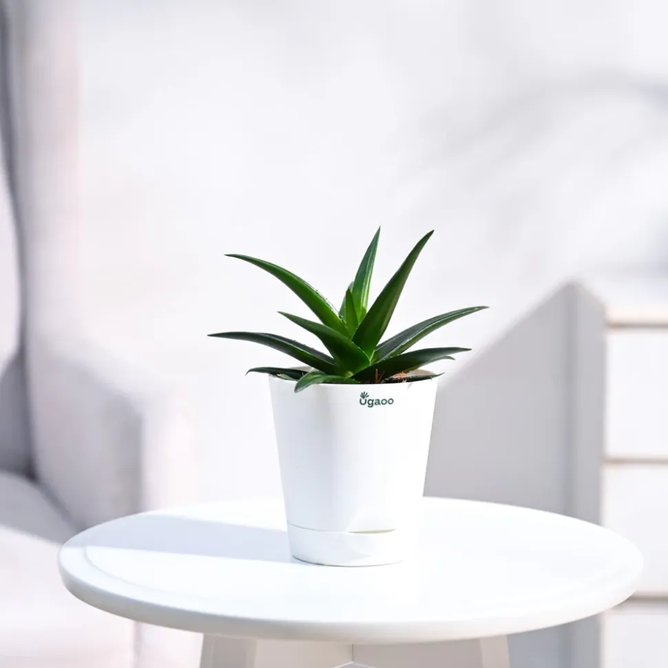 Aloe Vera Mini Plant