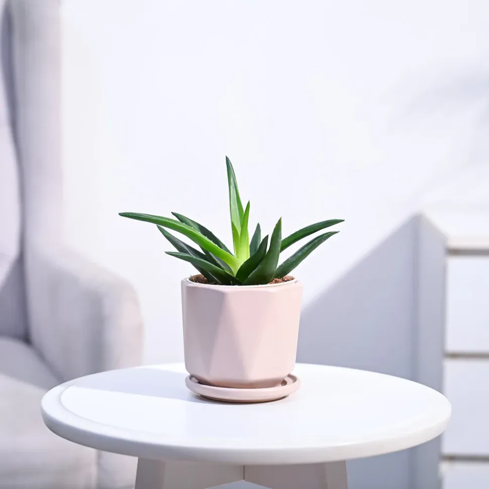 Aloe Vera Mini Plant