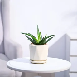 Aloe Vera Mini Plant