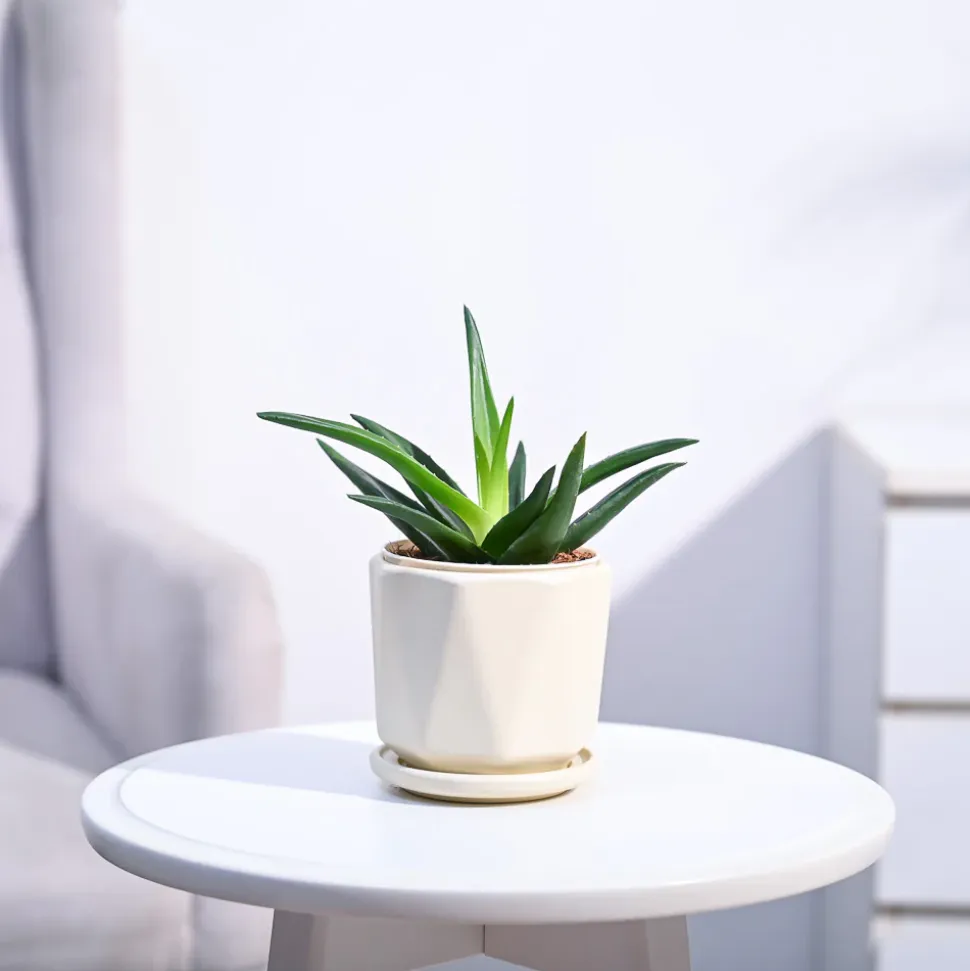 Aloe Vera Mini Plant