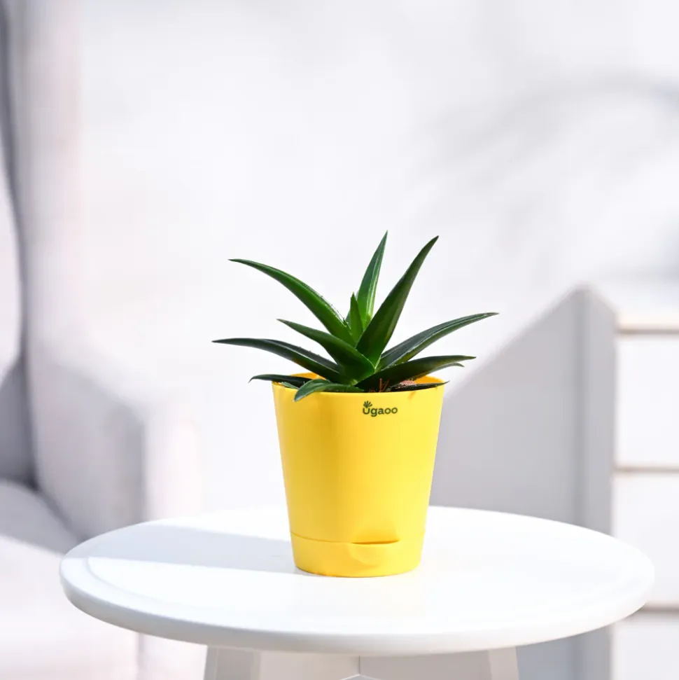 Aloe Vera Mini Plant