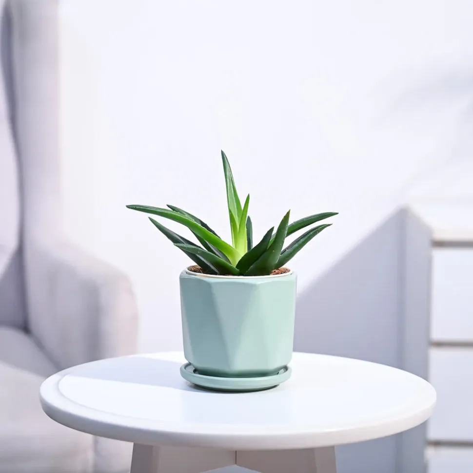 Aloe Vera Mini Plant