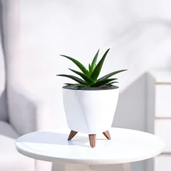 Aloe Vera Mini Plant