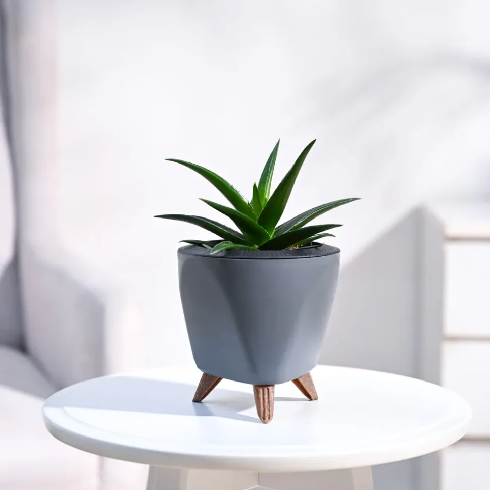 Aloe Vera Mini Plant