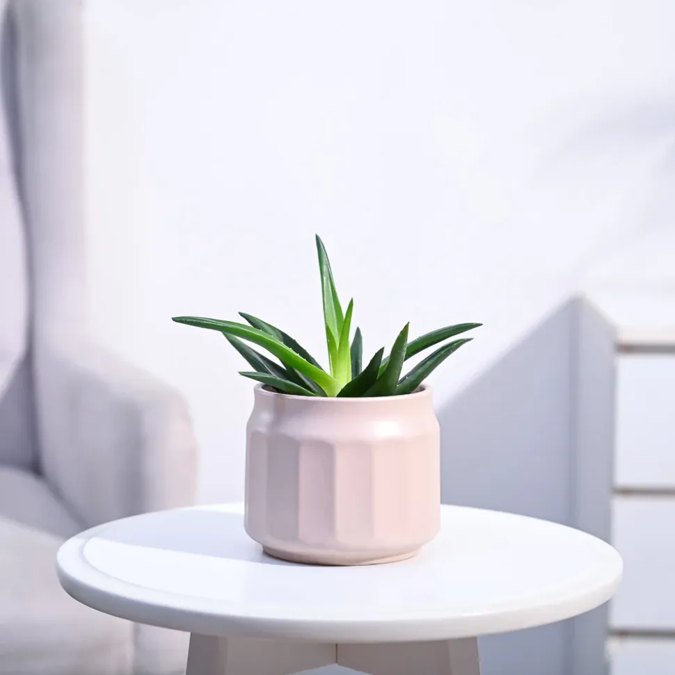 Aloe Vera Mini Plant