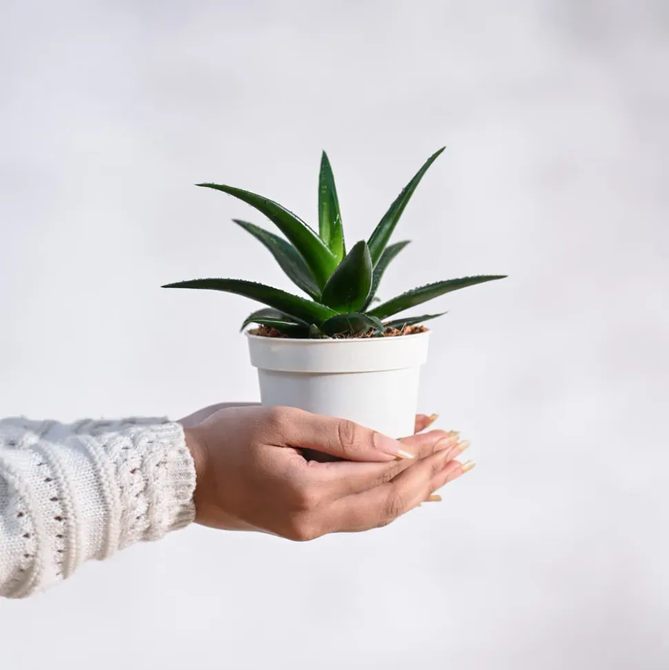 Aloe Vera Mini Plant