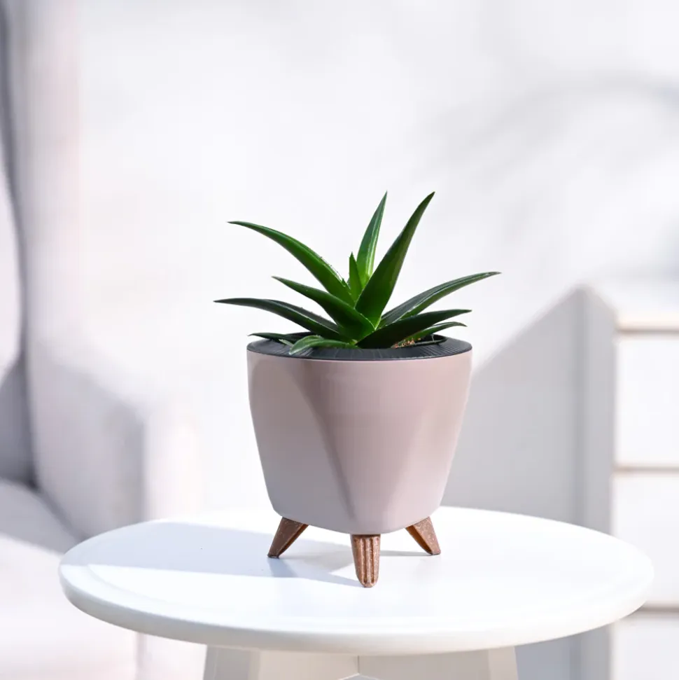Aloe Vera Mini Plant