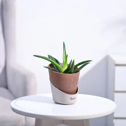 Aloe Vera Mini Plant