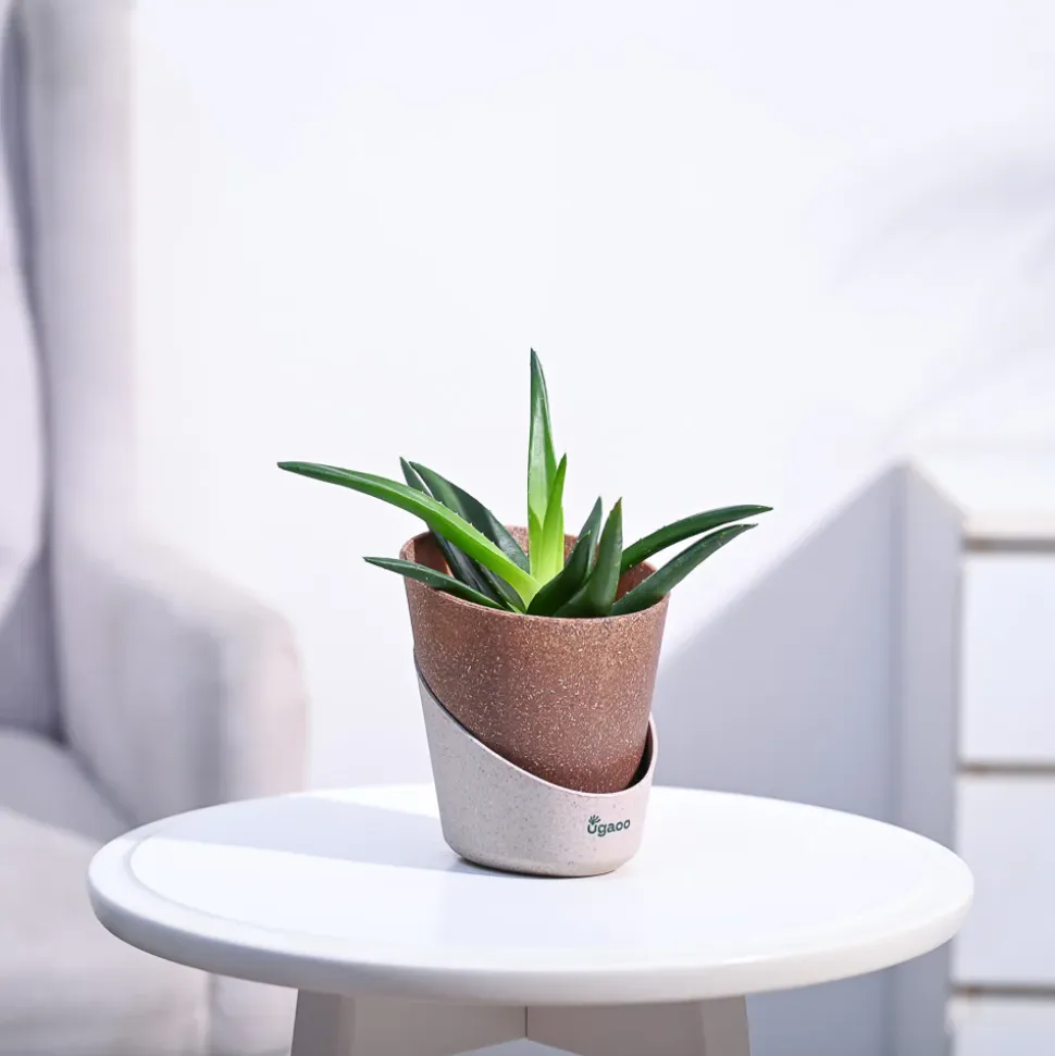 Aloe Vera Mini Plant