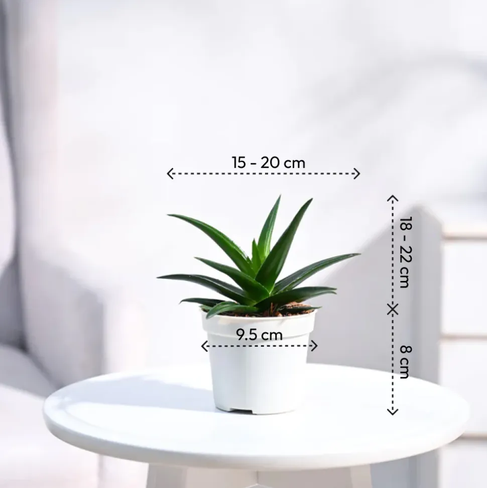 Aloe Vera Mini Plant