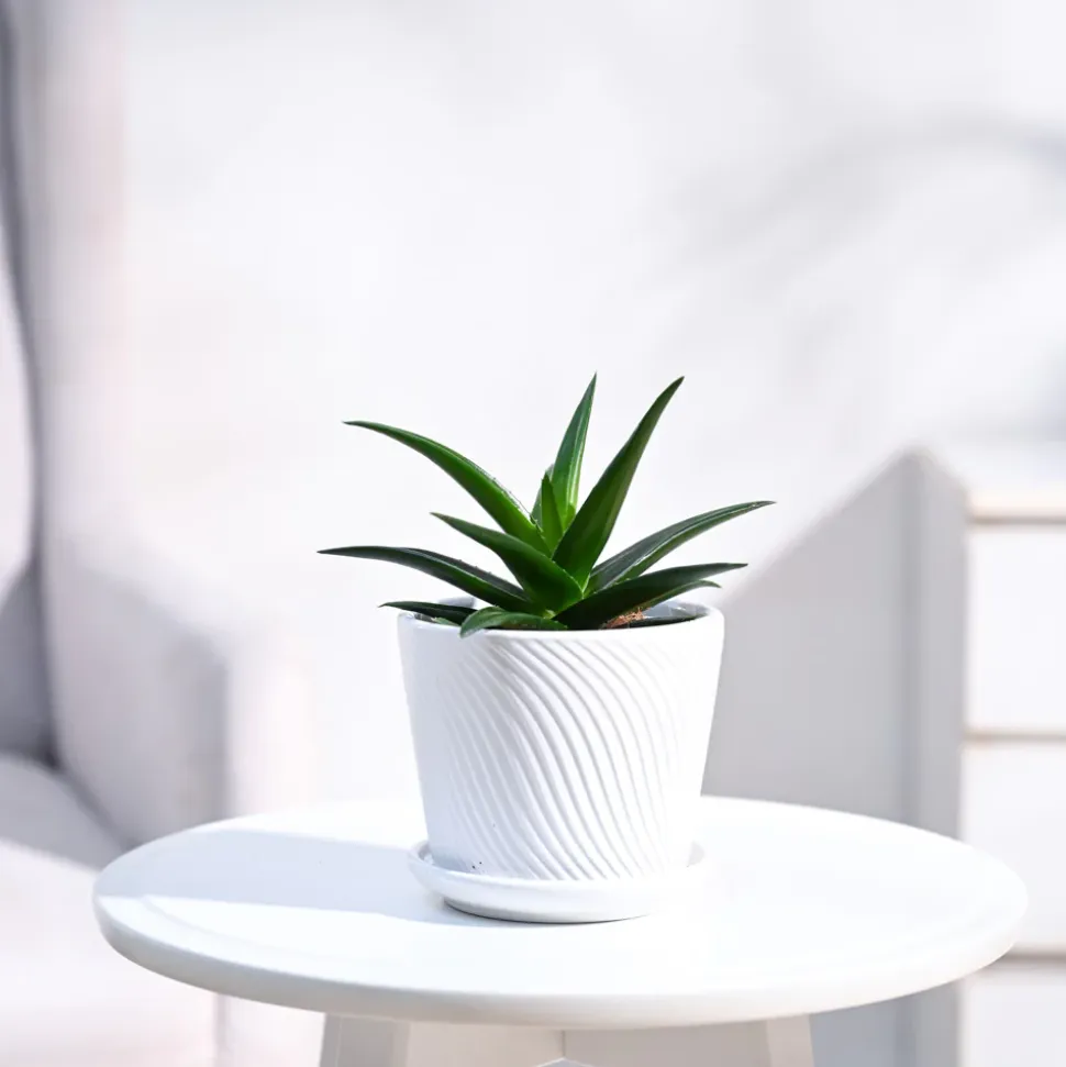 Aloe Vera Mini Plant