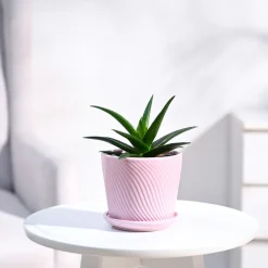 Aloe Vera Mini Plant