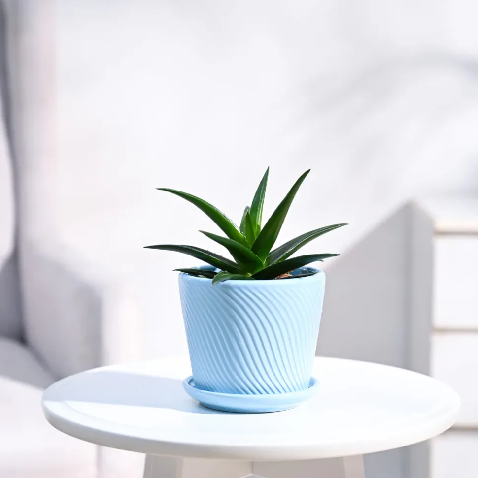 Aloe Vera Mini Plant