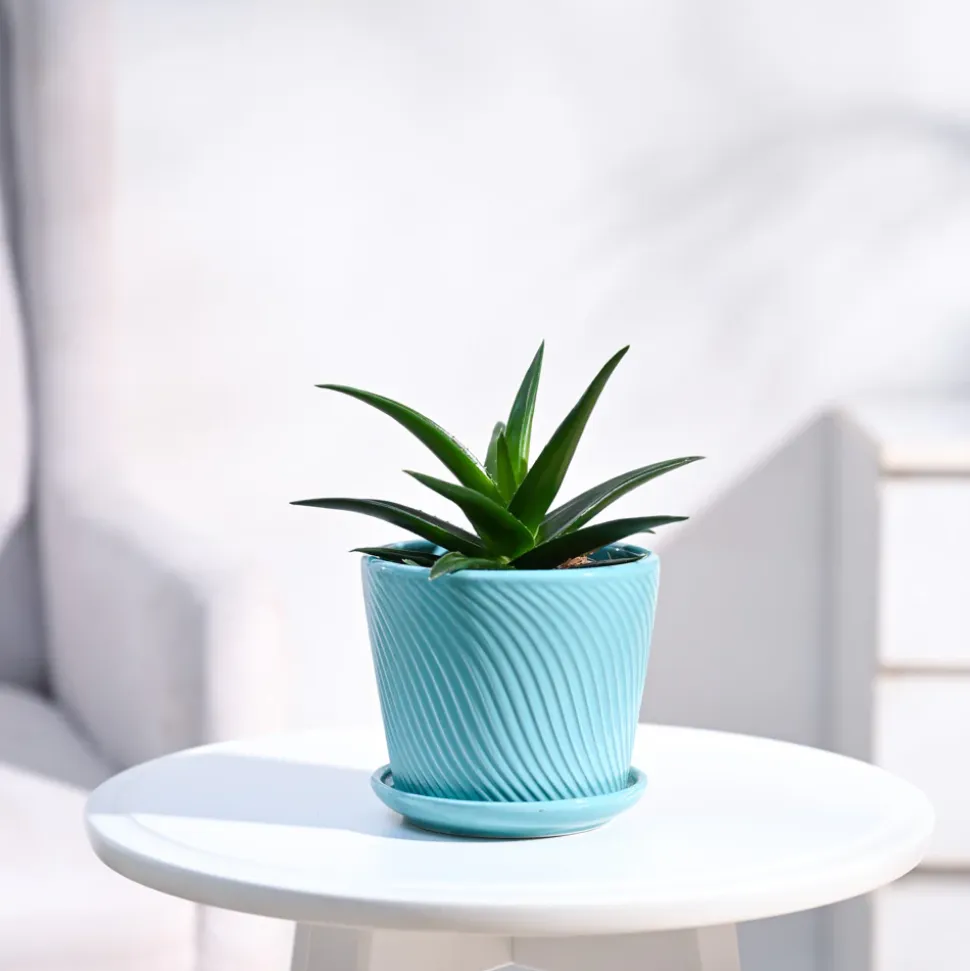 Aloe Vera Mini Plant