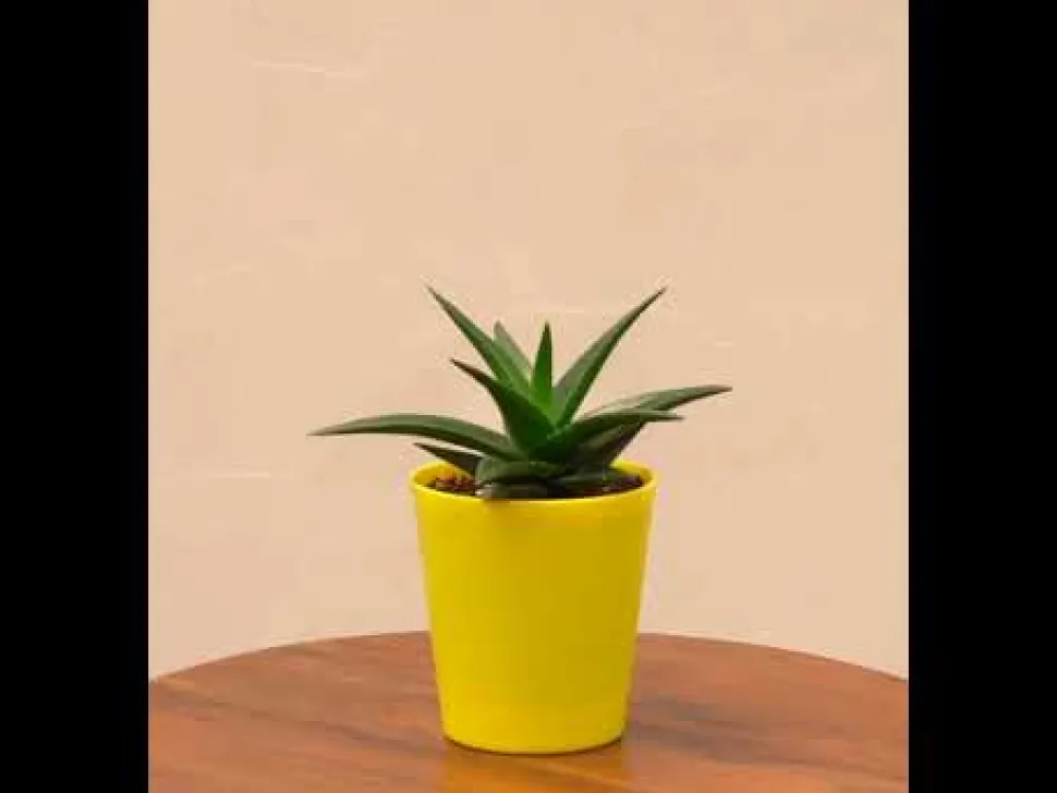 Aloe Vera Mini Plant