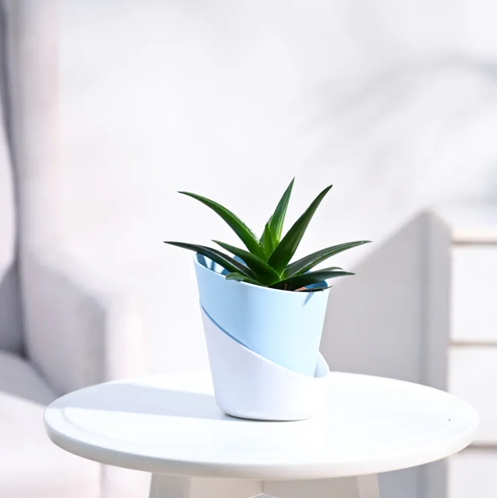 Aloe Vera Mini Plant