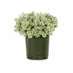 Alyssum Seeds