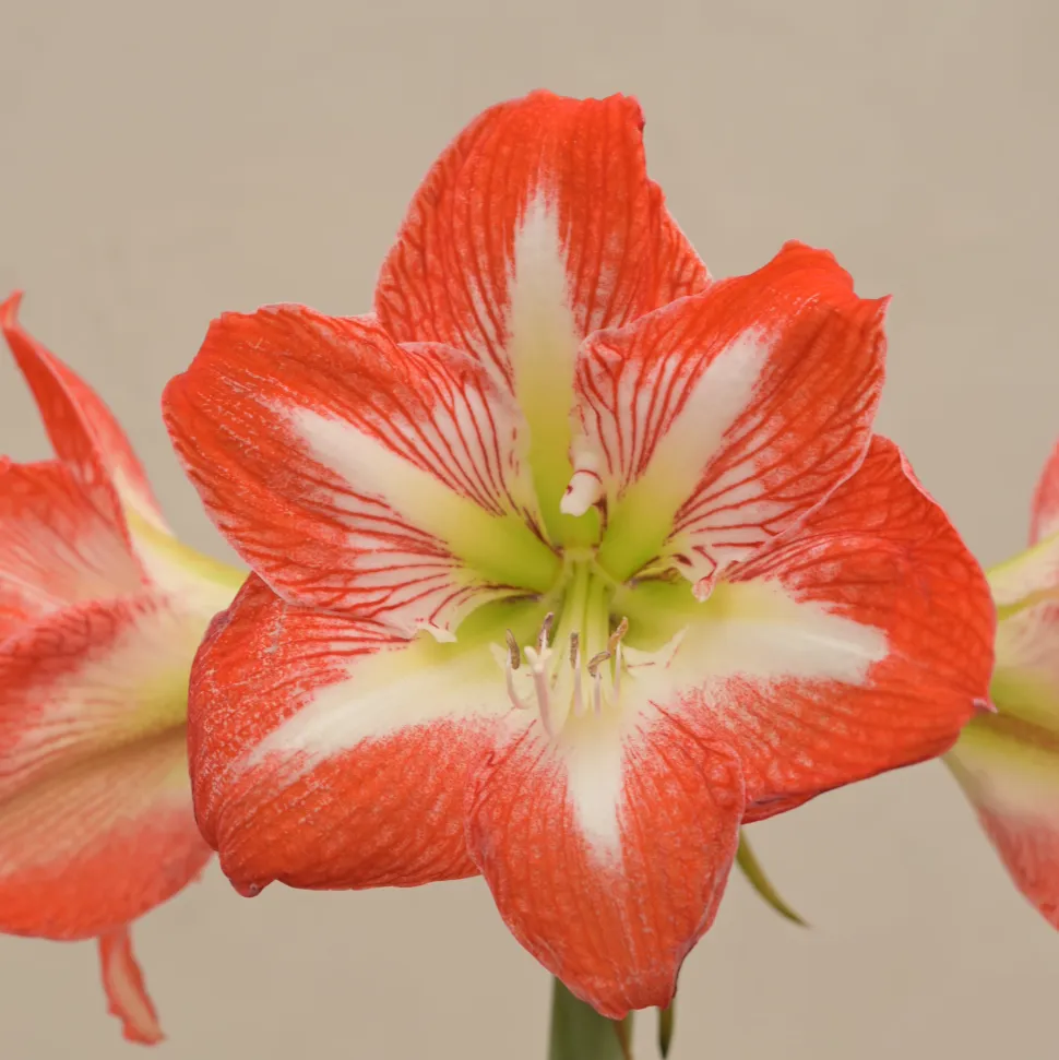 Amaryllis (Amar lily) Flower Bulb - Minerva