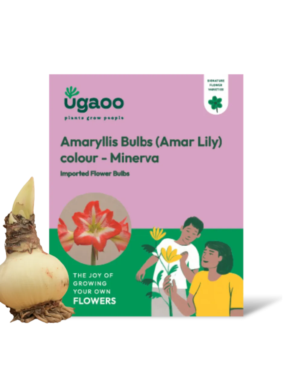 Amaryllis (Amar lily) Flower Bulb - Minerva