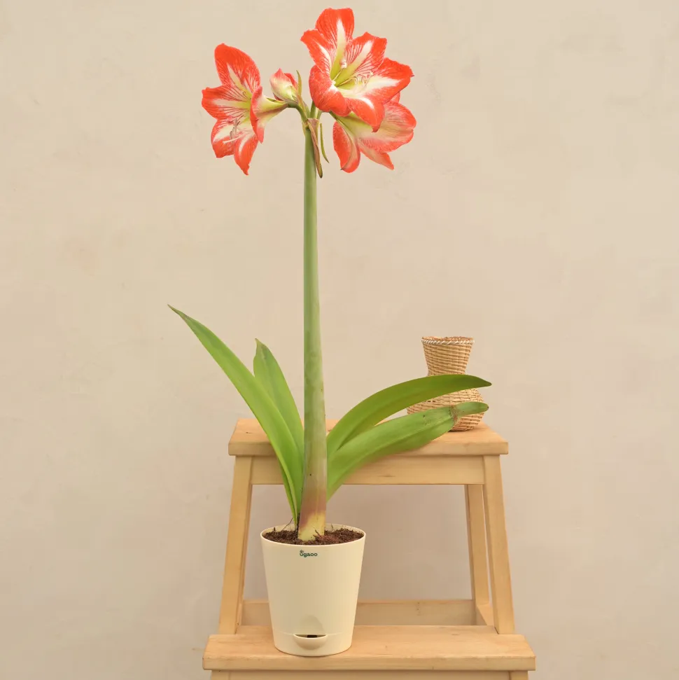 Amaryllis (Amar lily) Flower Bulb - Minerva