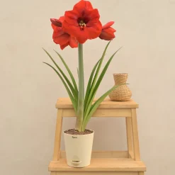 Amaryllis (Amar lily) flower bulb - Red